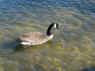 geese.jpg (206641 bytes)